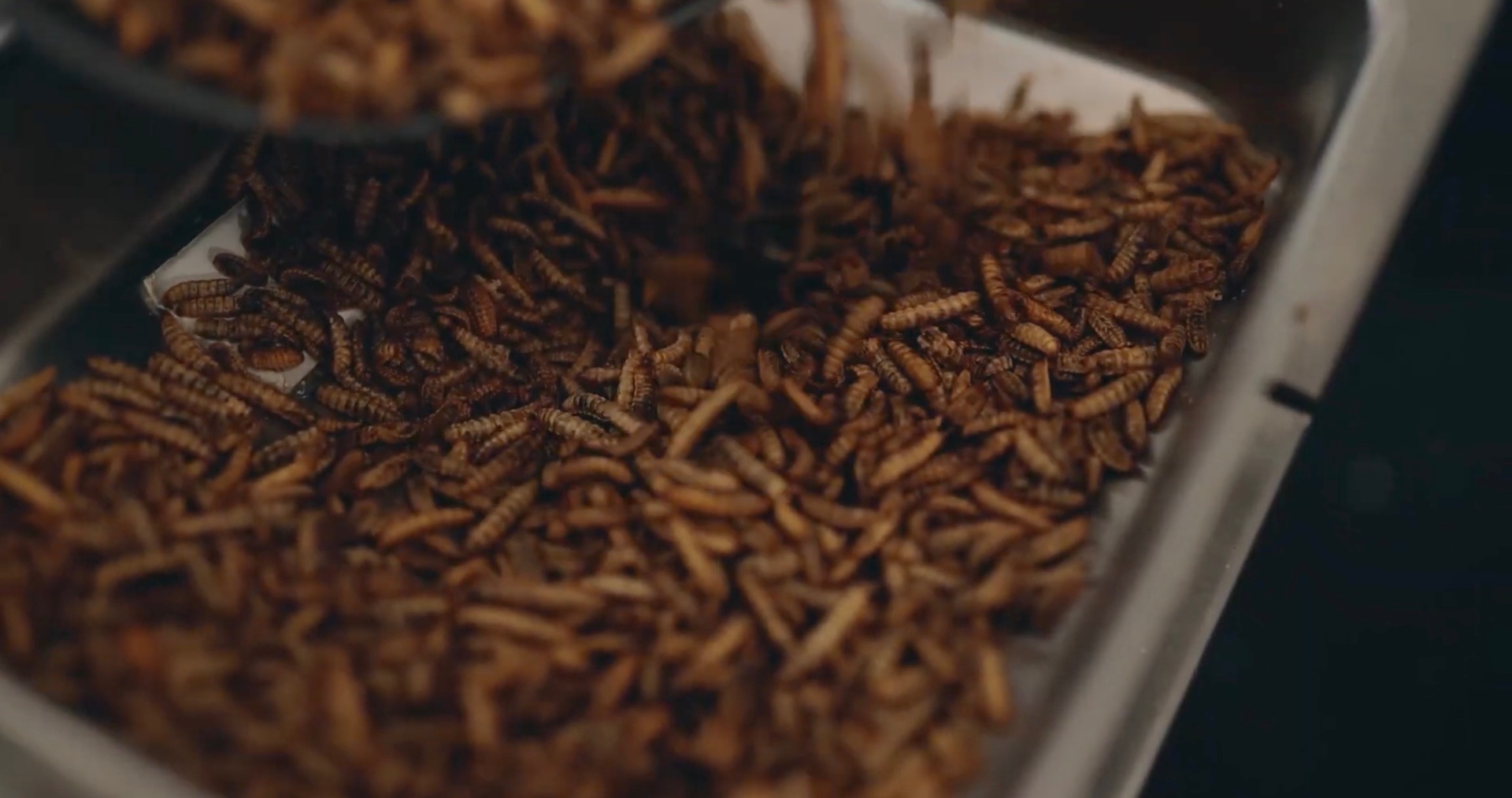Dried black soldier fly larvae